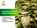 Оптимальные сроки и условия посева подсолнечника