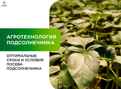 Оптимальные сроки и условия посева подсолнечника