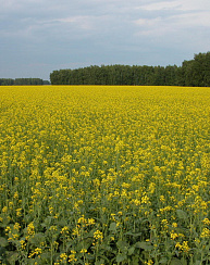 Яровой рапс Амулет